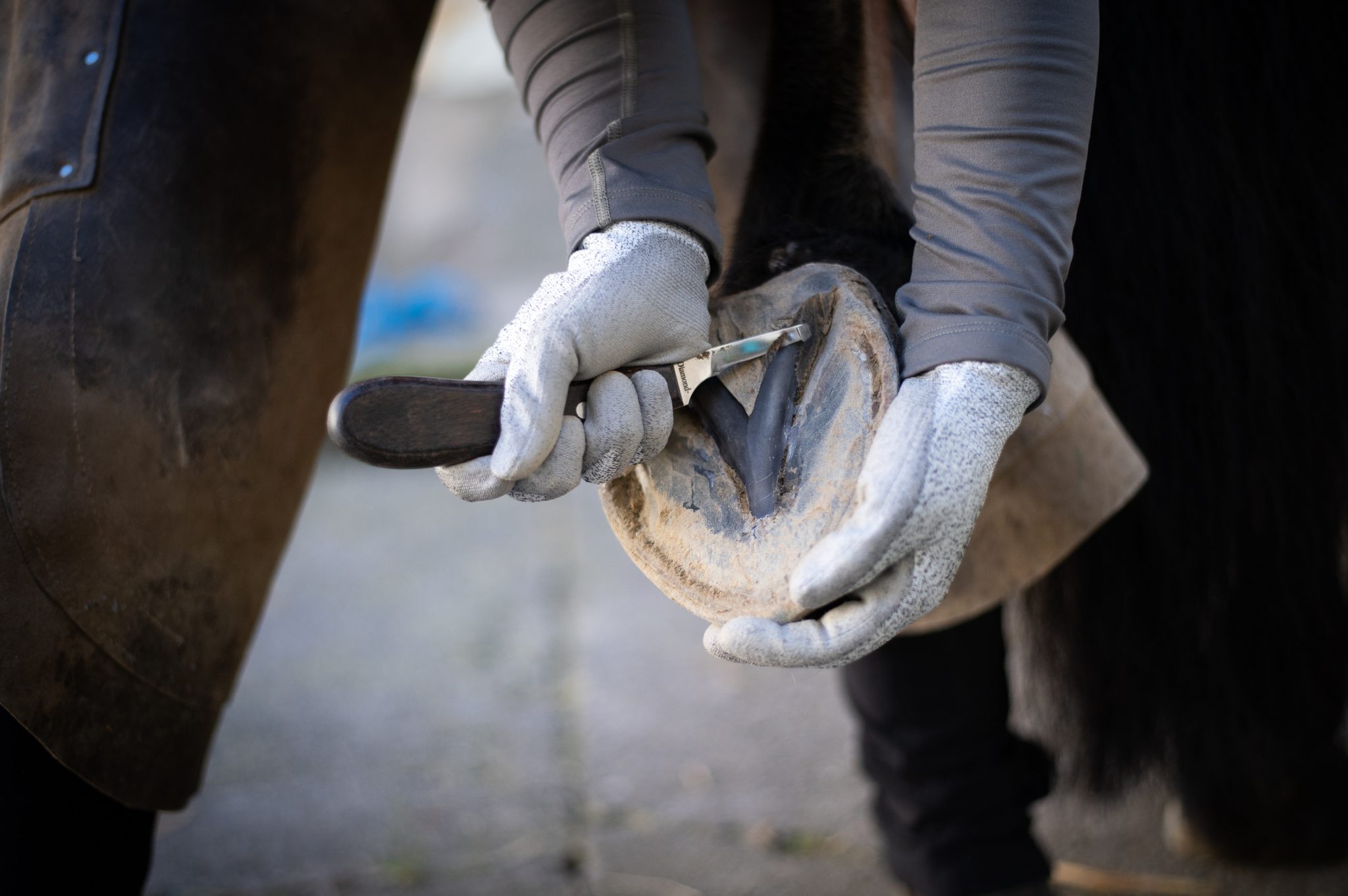 huforthopädie-hufbearbeitung-julia-jachs-steyr
