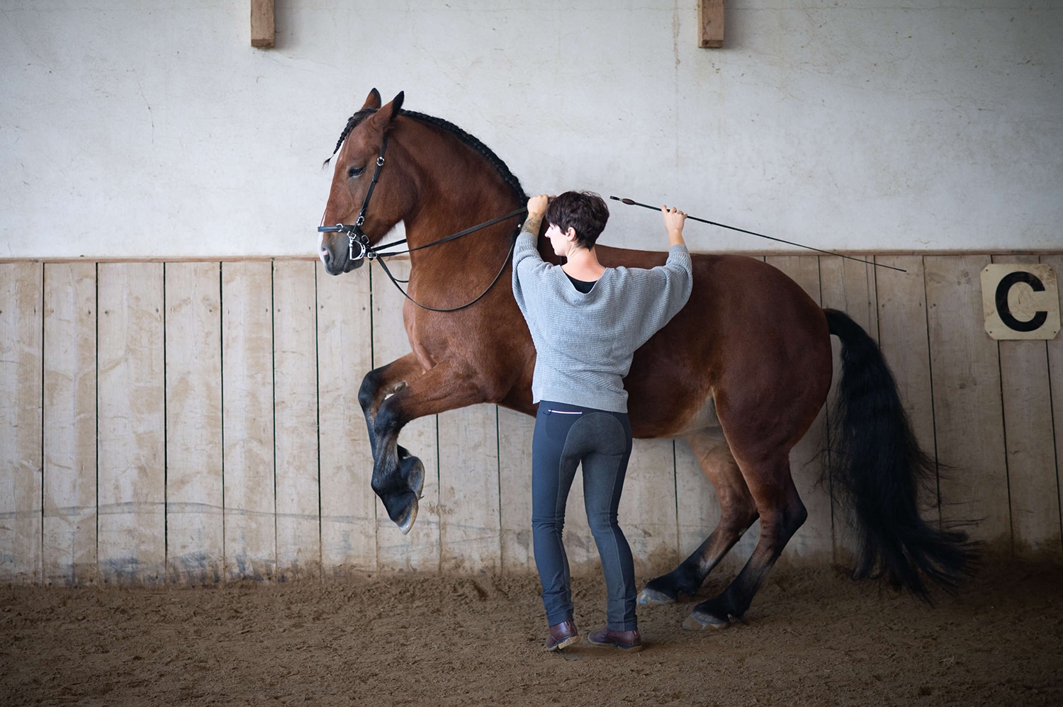 pferdetraining-julia-jachs-steyr-oesterreich-oberoesterreich-niederoesterreich