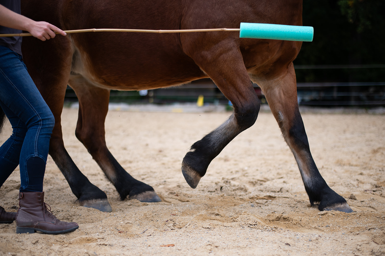 Businessshooting Julia Jachs - Pferdetraining