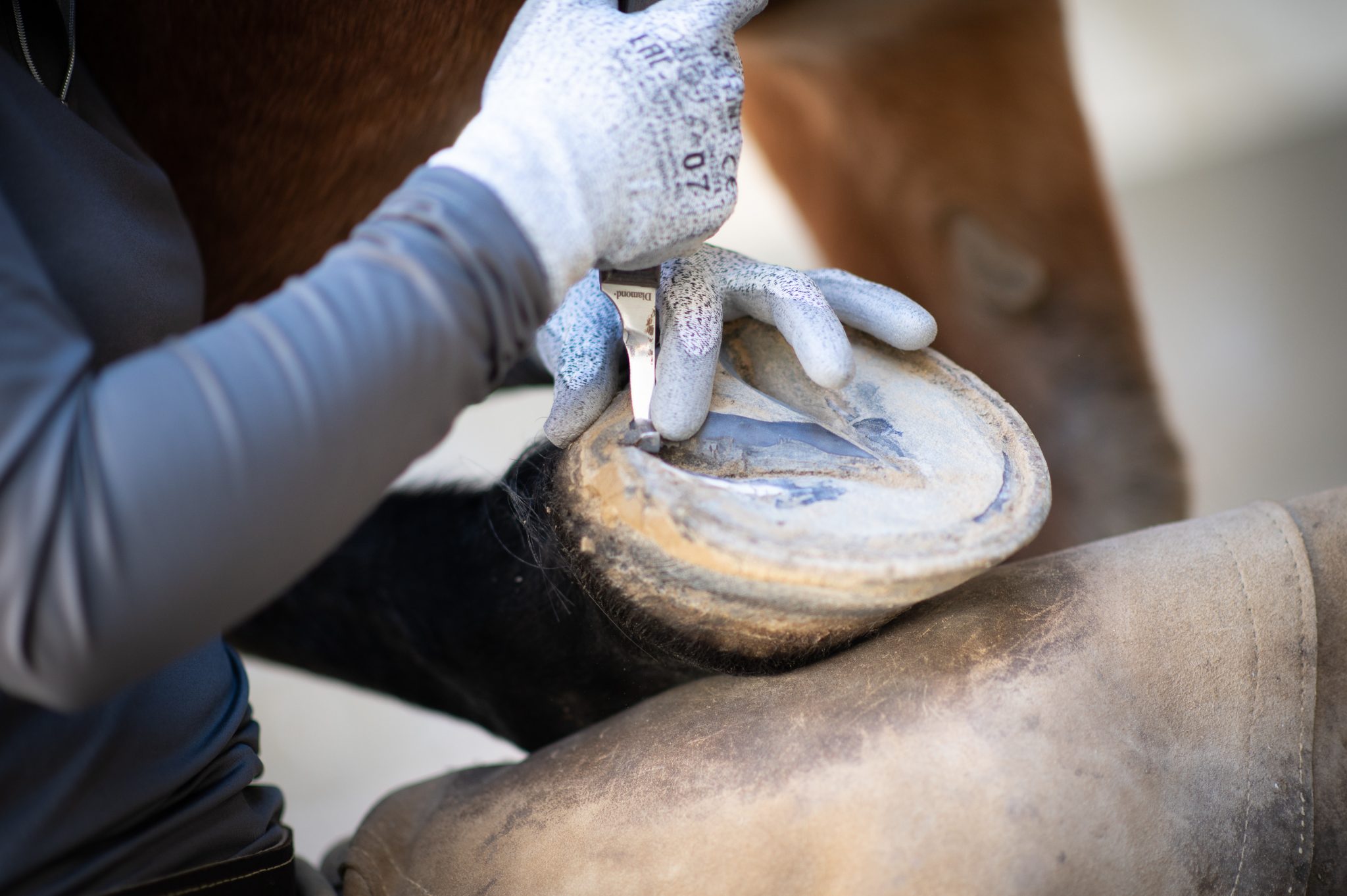 Julia, Viola und Sunny